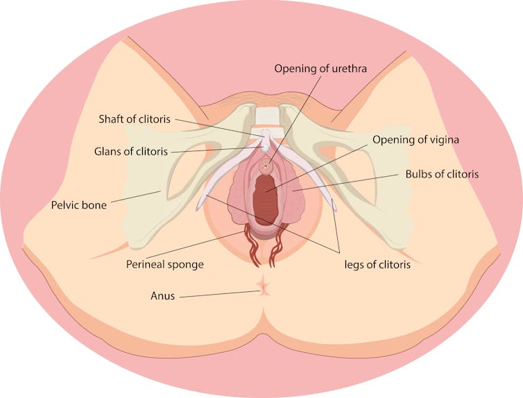 Drawing of female anatomy with labels.